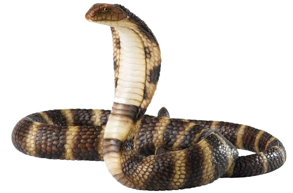 anaconda tattoo design, tribal art, aggressive style png